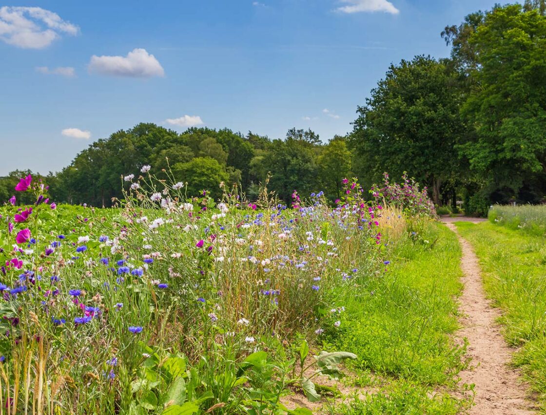 Green space