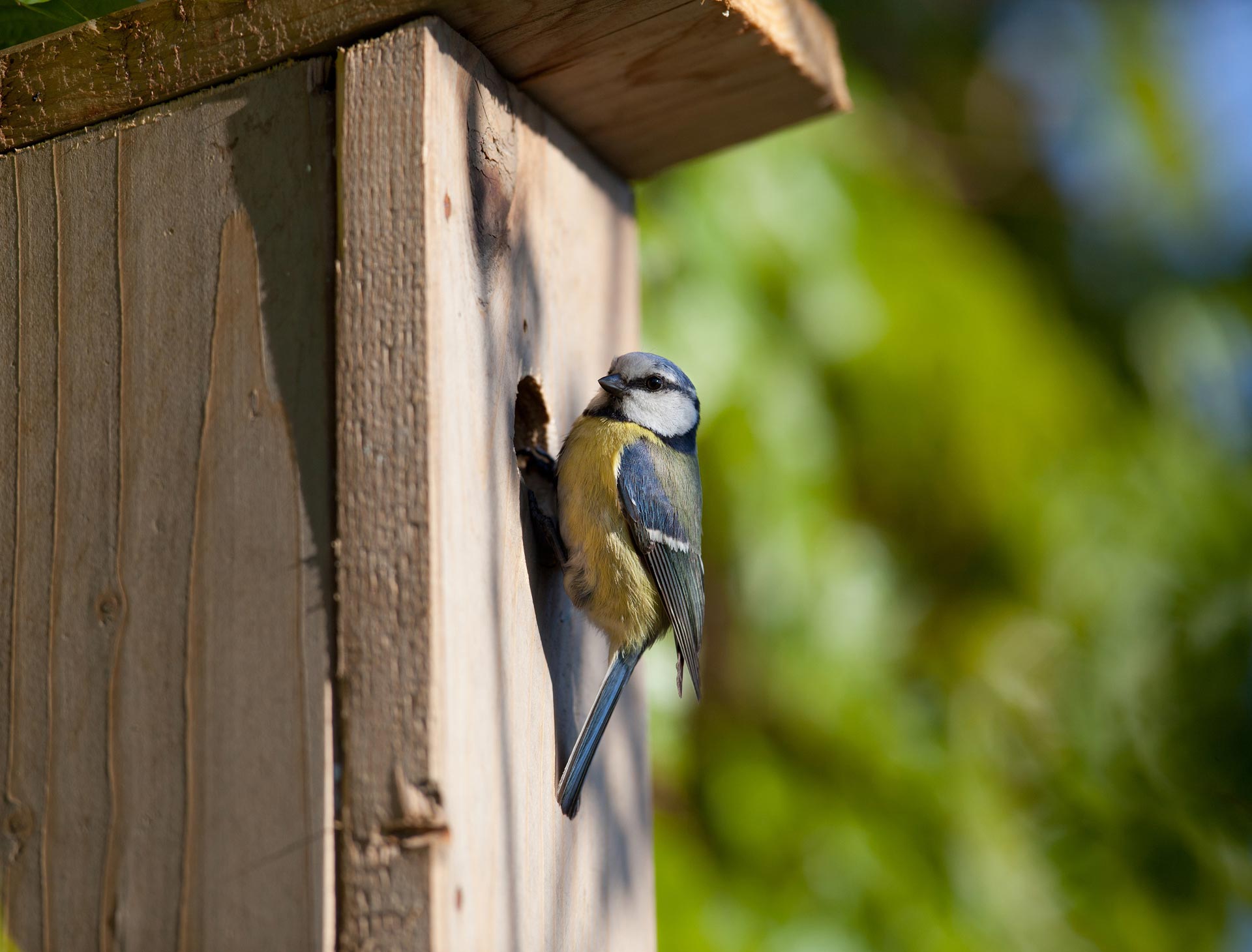 Homes for local wildlife