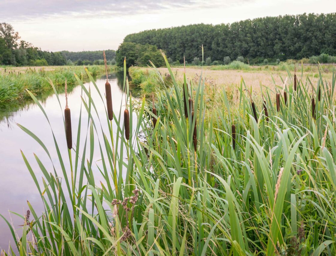 Sustainable drainage